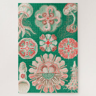 Quallen, Discomedusae von Ernst Haeckel