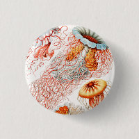 Quallen, Discomedusae von Ernst Haeckel