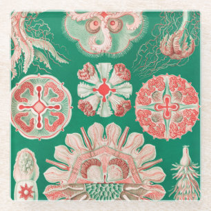 Quallen, Discomedusae von Ernst Haeckel Glasuntersetzer