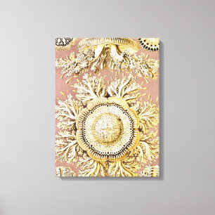 Quallen, Discomedusae von Ernst Haeckel Leinwanddruck