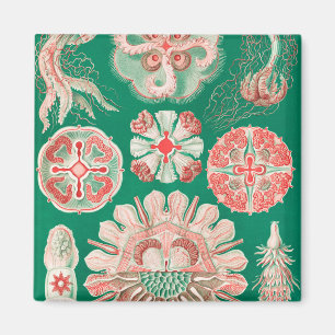 Quallen, Discomedusae von Ernst Haeckel Magnet