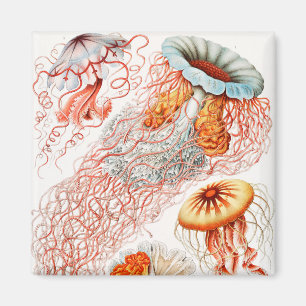Quallen, Discomedusae von Ernst Haeckel Magnet
