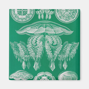 Quallen, Discomedusae von Ernst Haeckel Magnet