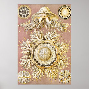 Quallen, Discomedusae von Ernst Haeckel Poster