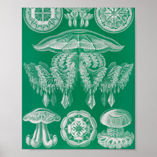 Quallen, Discomedusae von Ernst Haeckel Poster