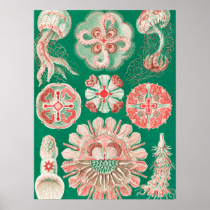 Quallen, Discomedusae von Ernst Haeckel Poster