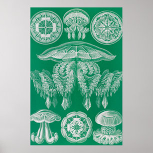 Quallen, Discomedusae von Ernst Haeckel Poster