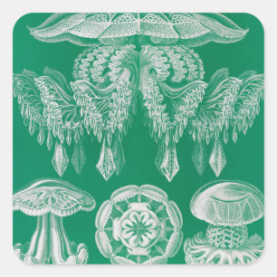 Quallen, Discomedusae von Ernst Haeckel Quadratischer Aufkleber