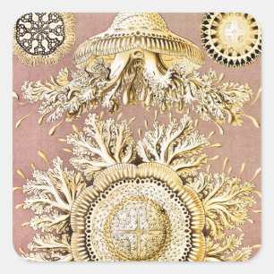 Quallen, Discomedusae von Ernst Haeckel Quadratischer Aufkleber