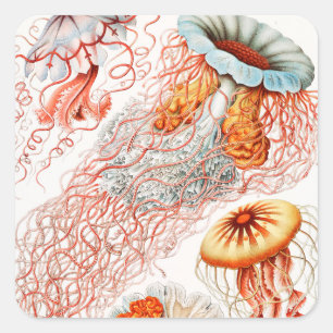 Quallen, Discomedusae von Ernst Haeckel Quadratischer Aufkleber