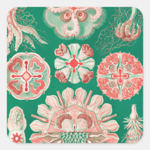 Quallen, Discomedusae von Ernst Haeckel Quadratischer Aufkleber