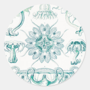Quallen, Discomedusae von Ernst Haeckel Runder Aufkleber