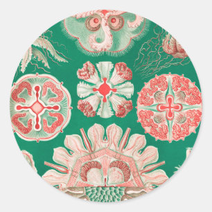 Quallen, Discomedusae von Ernst Haeckel Runder Aufkleber