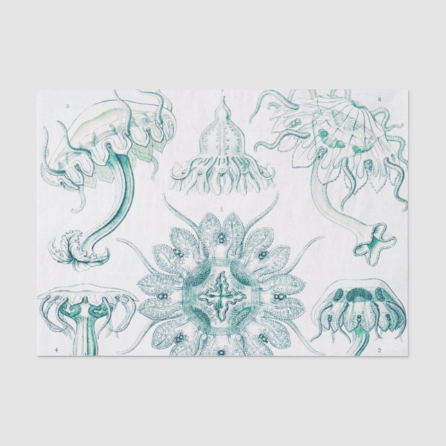 Quallen, Discomedusae von Ernst Haeckel Seidenpapier (Vorderseite)