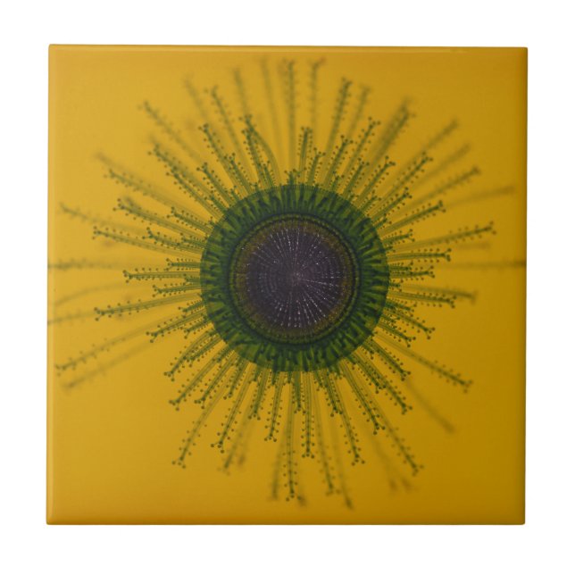 Quallen-Fliese Fliese (Vorderseite)