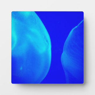 Quallen Fotoplatte