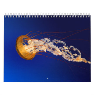 Quallen Kalender
