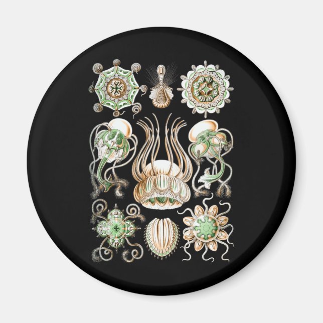 Quallen Magnet (Vorne)