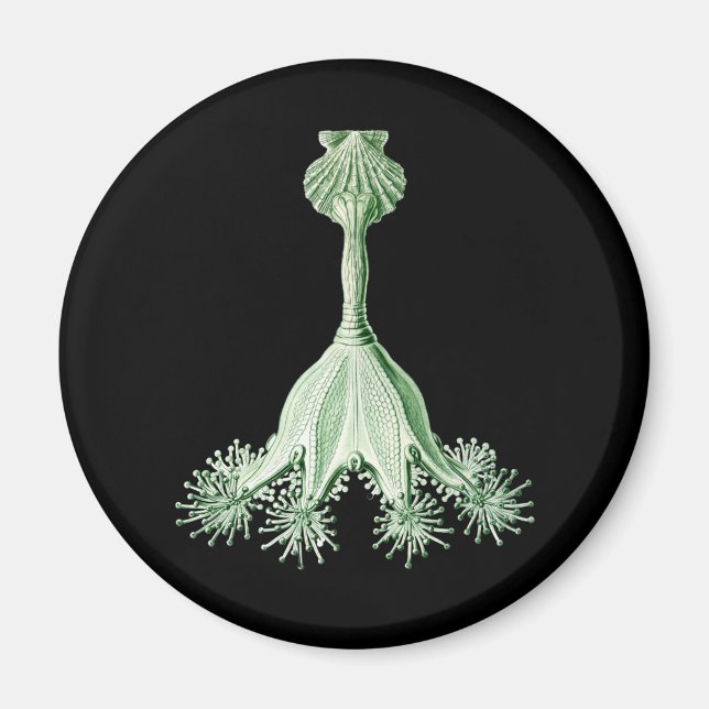 Quallen Magnet (Vorne)