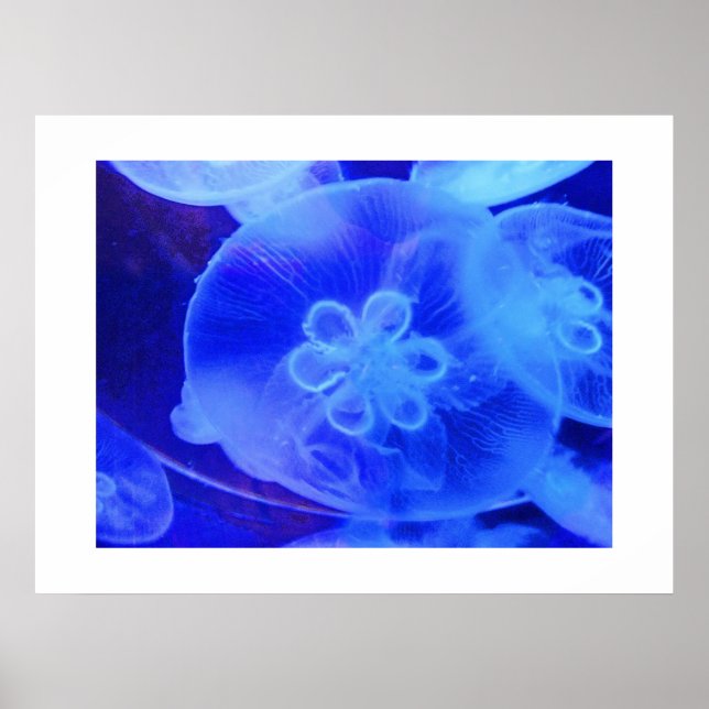 Quallen Poster (Vorne)