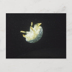 Quallen Postkarte