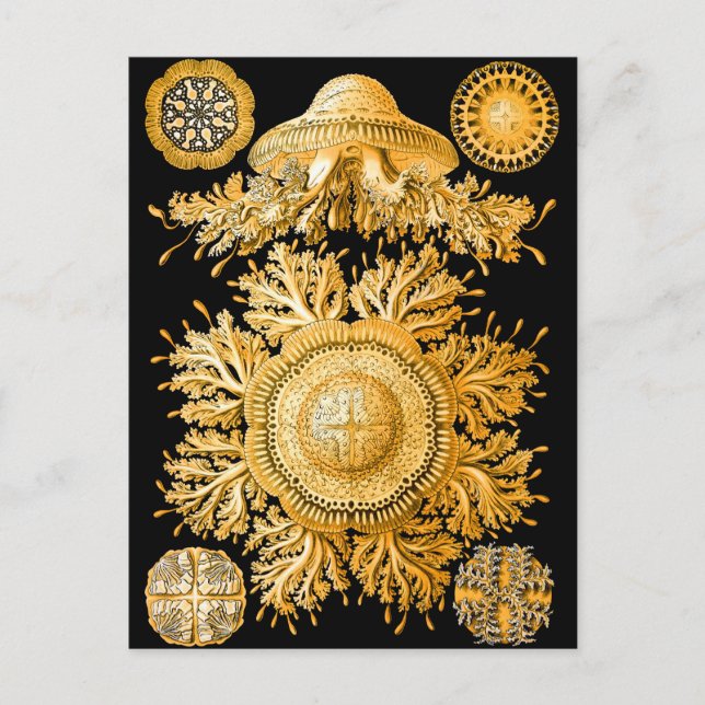 Quallen Postkarte (Vorderseite)