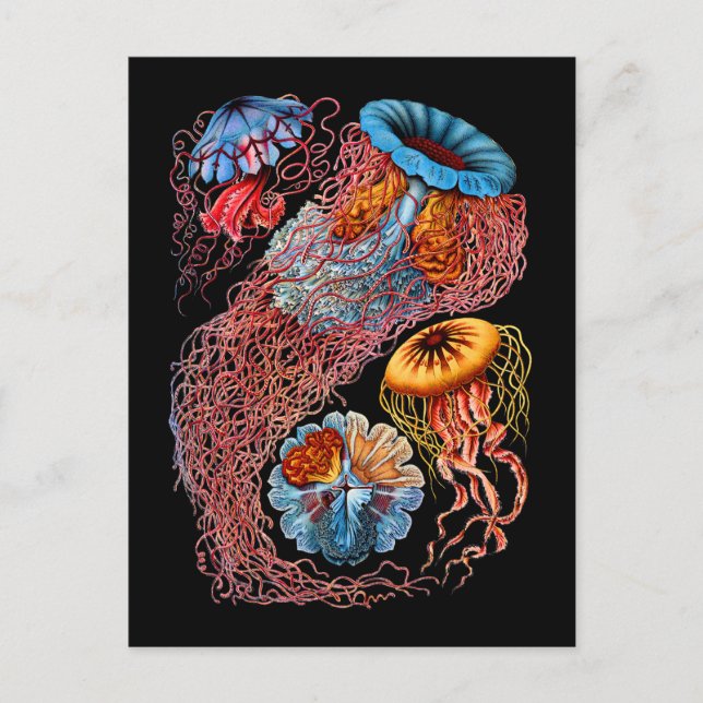 Quallen Postkarte (Vorderseite)