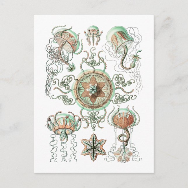 Quallen Postkarte (Vorderseite)