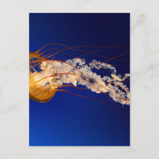 Quallen Postkarte