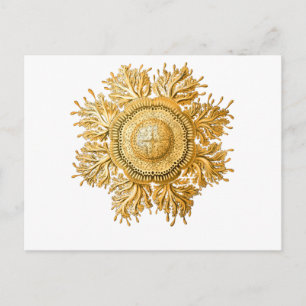 Quallen Postkarte