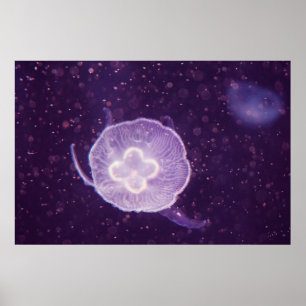 Quallen schwimmen poster