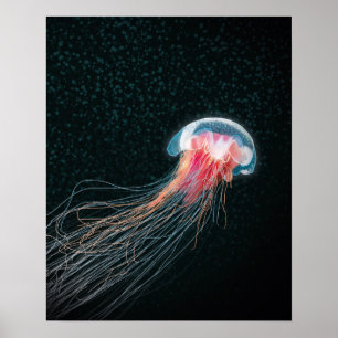 Quallen-Tiefseegeschöpf-Illustrationsdruck Poster
