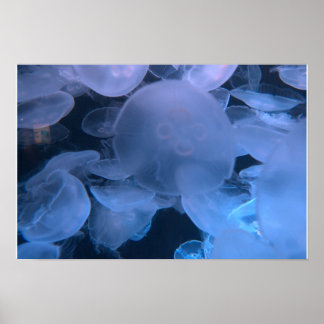 Quallen treiben - Aquarium des Pazifiks Poster