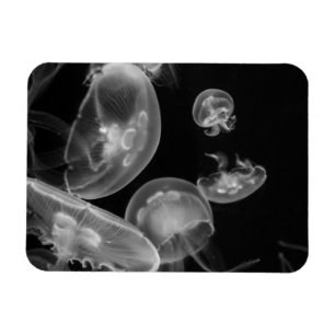 Quallen Unterwasser Magnet