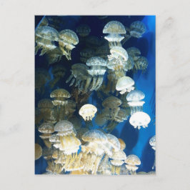 Quallenpostkarte Postkarte