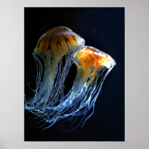 Quallyfish Poster