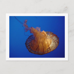 Quallyfish Postkarte