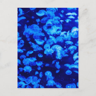 Quallyfish Postkarte