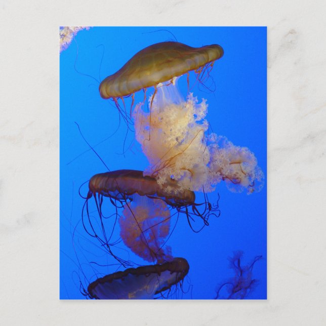 Quallyfish Postkarte (Vorderseite)