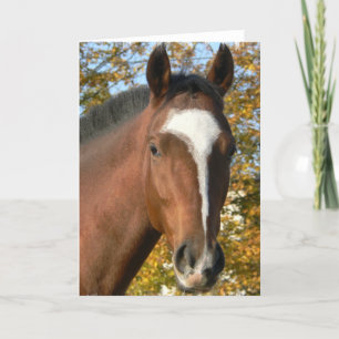 Quart Horse Carte de voeux