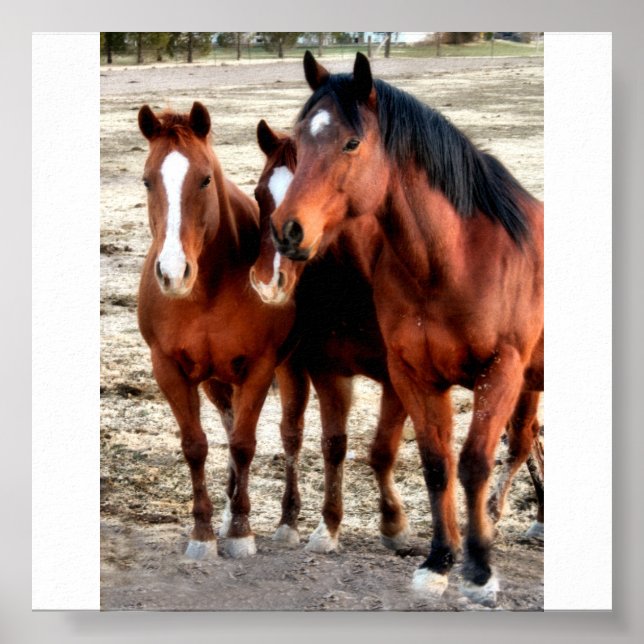 Quarter Horse Art Poster (Vorne)