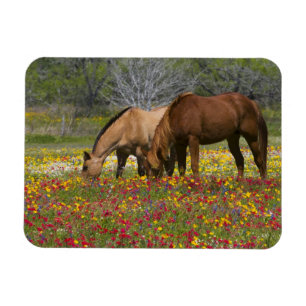 Quarter Horse auf einem Feld mit Wildblumen in der Magnet