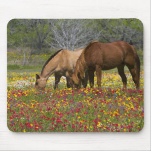 Quarter Horse auf einem Feld mit Wildblumen in der Mousepad