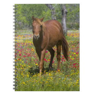 Quarter Horse auf einem Feld mit Wildblumen Notizblock