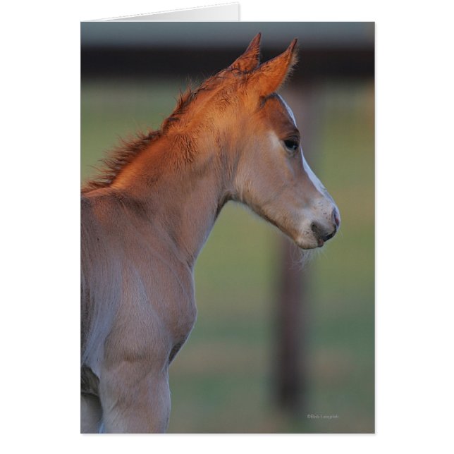 Quarter Horse Foal (Vorne)