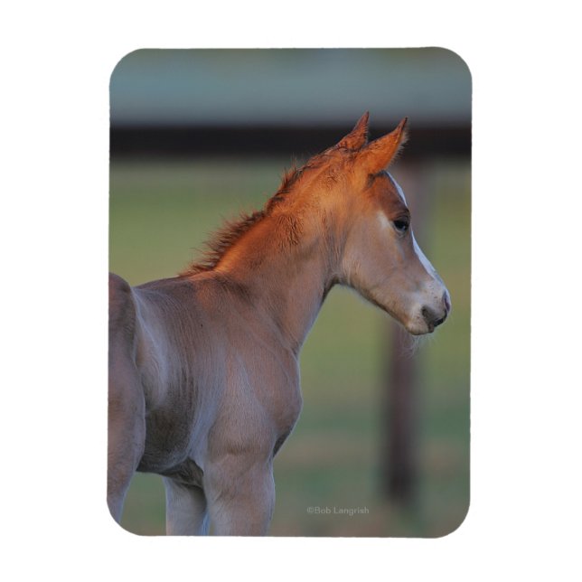Quarter Horse Foal Magnet (Vertikal)
