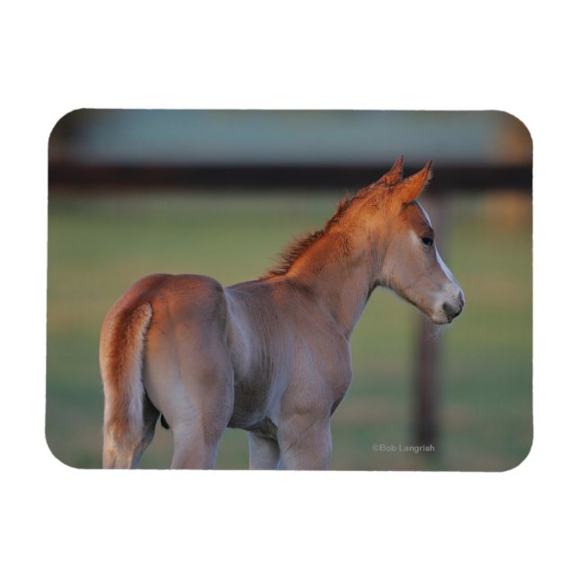 Quarter Horse Foal Magnet (Horizontal)