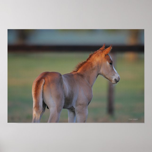 Quarter Horse Foal Poster (Vorne)