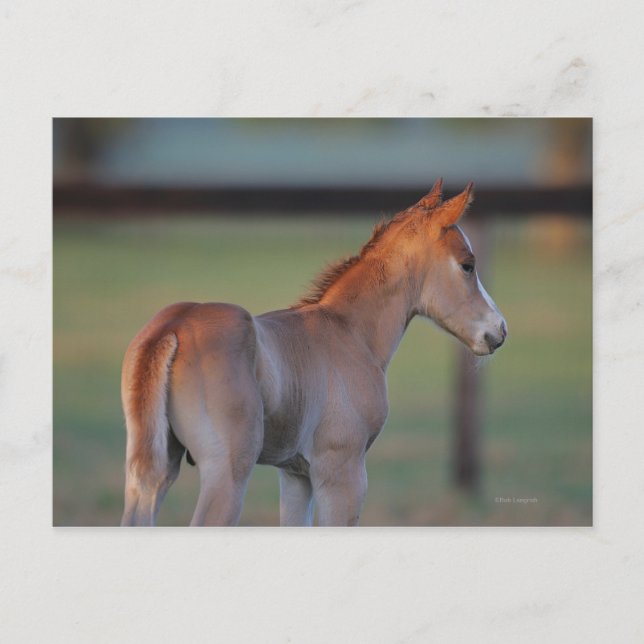 Quarter Horse Foal Postkarte (Vorderseite)