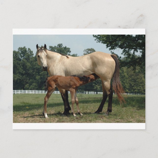 Quarter Horse Mare & Foal Postkarte (Vorderseite)
